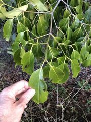 Psydrax lamprophylla