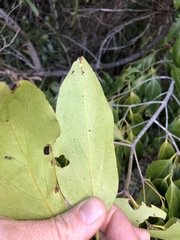 Psydrax lamprophylla