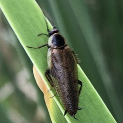 Ectobius lapponicus