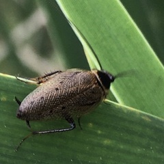 Ectobius lapponicus