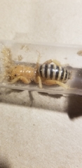 Ammopelmatus monahansensis