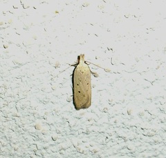 Nothris verbascella