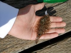 Citharichthys stigmaeus