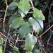 Parsonsia longipetiolata - Photo (c) Greg Tasney, algunos derechos reservados (CC BY-SA), subido por Greg Tasney
