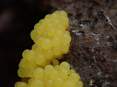 Stemonitis flavogenita
