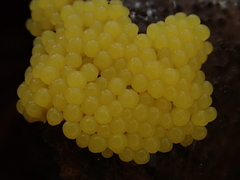 Stemonitis flavogenita