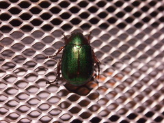 Anomala russiventris