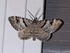 Xanthorhoe abrasaria