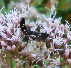 Thyris fenestrella