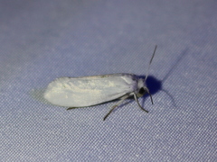 Prodoxidae