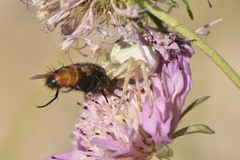 Thomisus onustus