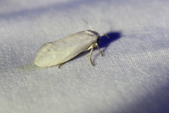 Prodoxidae