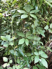 Causonis australasica