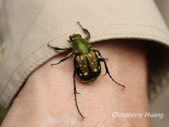 Epitrichius elegans