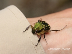 Epitrichius elegans