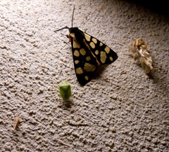 Acrosternum millierei