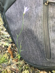 Wahlenbergia capillaris