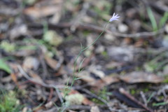 Wahlenbergia capillaris