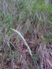 Calamagrostis ophitidis