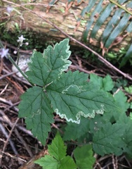 Phytomyza tiarellae