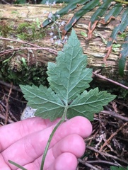 Phytomyza tiarellae