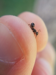Camponotus piceus