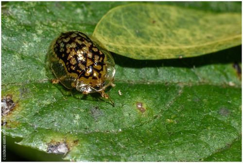 Cteisella