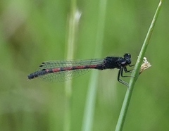 Amphiagrion