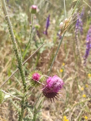 Carduus hamulosus