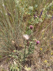 Carduus hamulosus