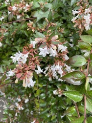 Abelia × grandiflora