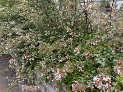 Abelia × grandiflora