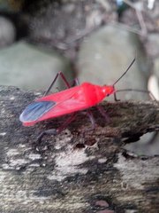 Pentatomomorpha