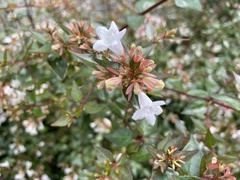 Abelia × grandiflora