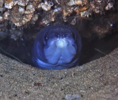 Conger wilsoni