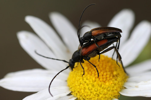 Juodasiūlis Grakštenis nuotrauka