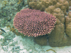 Acropora millepora