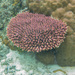Acropora millepora - Photo (c) Arthur Chapman, some rights reserved (CC BY-NC-SA)