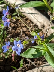 Hackelia velutina