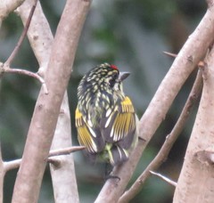 Pogoniulus pusillus