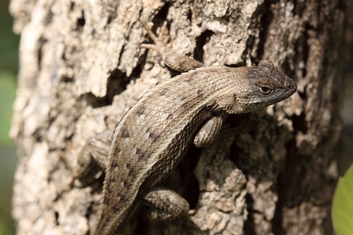 Bunch Grass Lizard