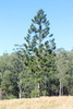Hoop Pine - Photo (c) bundalafarm, some rights reserved (CC BY-NC)