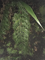 Asplenium × lucrosum