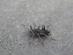 Mesopsocus