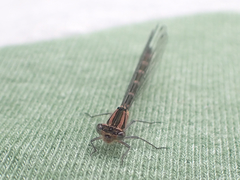 Coenagrionidae