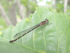 Coenagrionidae