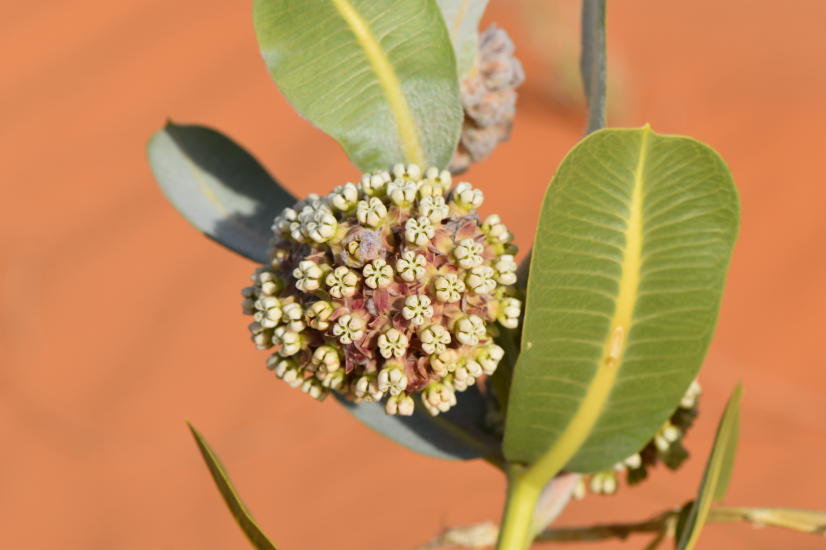 Asclepias
