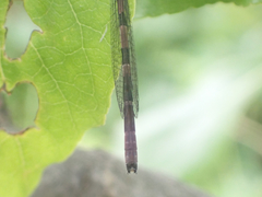Coenagrionidae