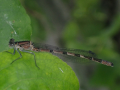 Coenagrionidae
