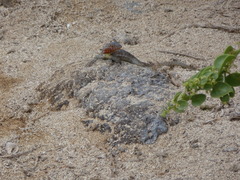 Microlophus barringtonensis